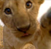 a lion cub a lion cub