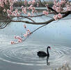 a black swan in spring a black swan in spring
